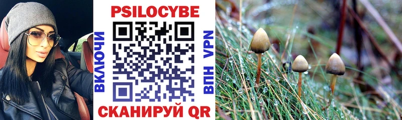 Псилоцибиновые грибы Psilocybine cubensis  Братск 